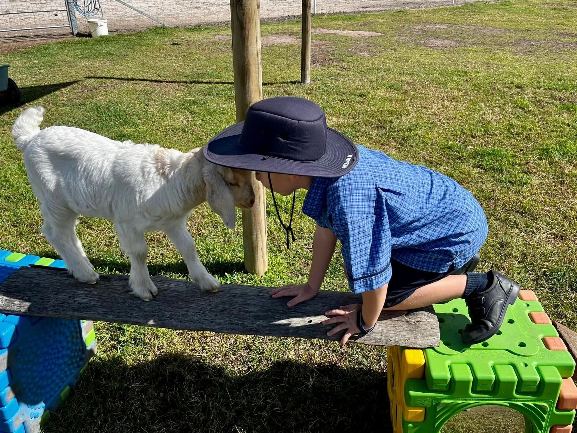 Child playing with goat on playground